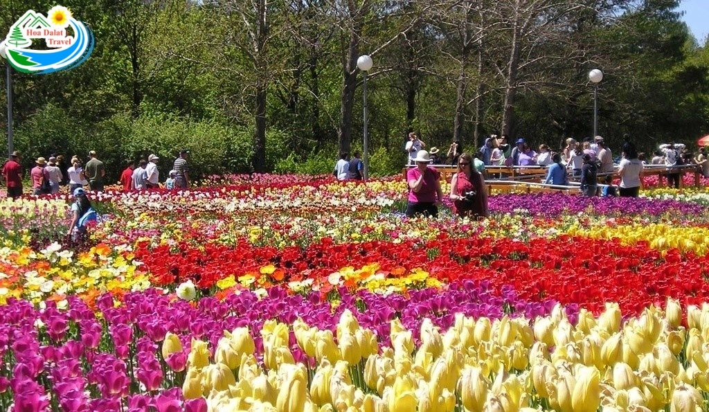 Festival Hoa Da Lat 5